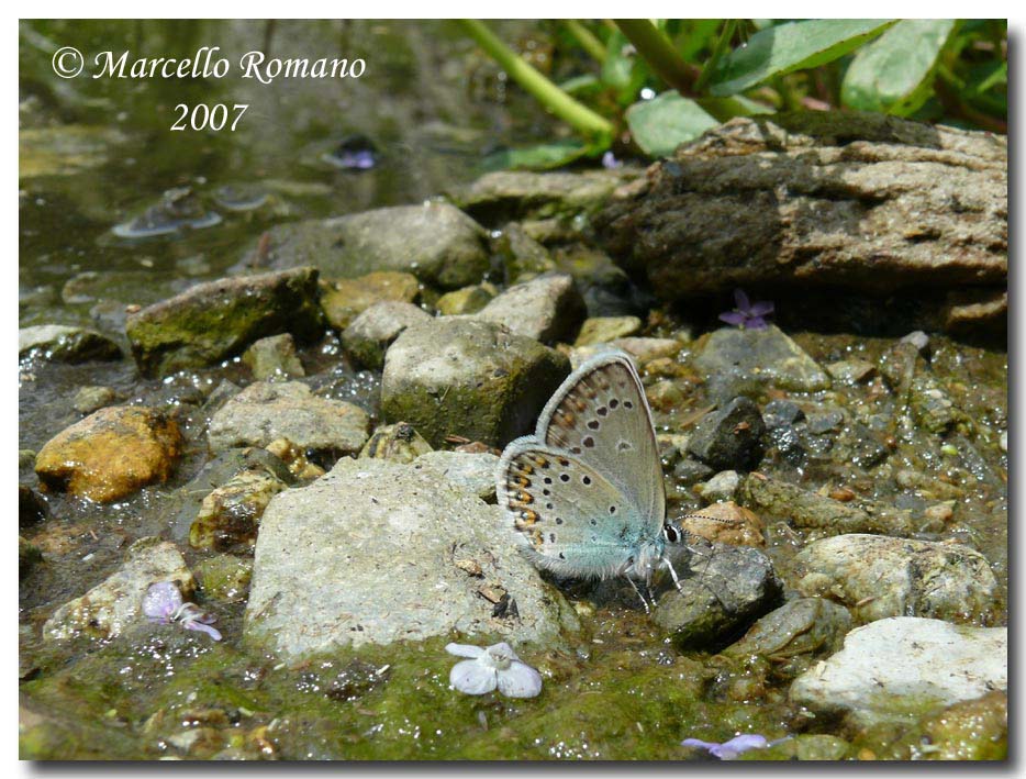 A spasso sulle Alpi Marittime:8.Plebeius idas (Lycaenidae)